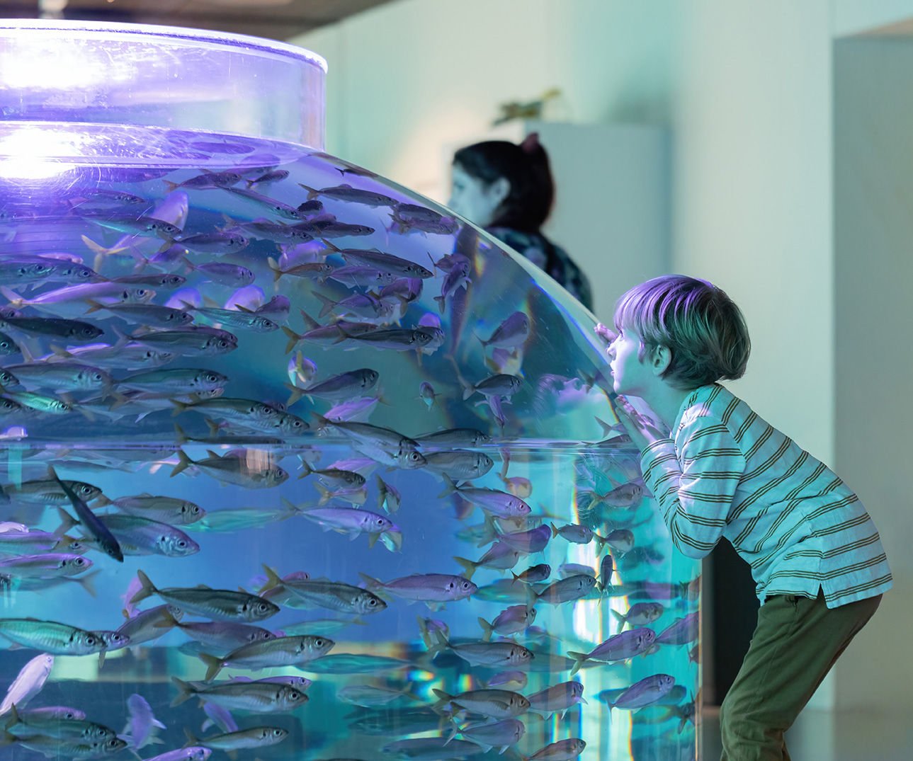 Stimefisk Nordsoelab Web