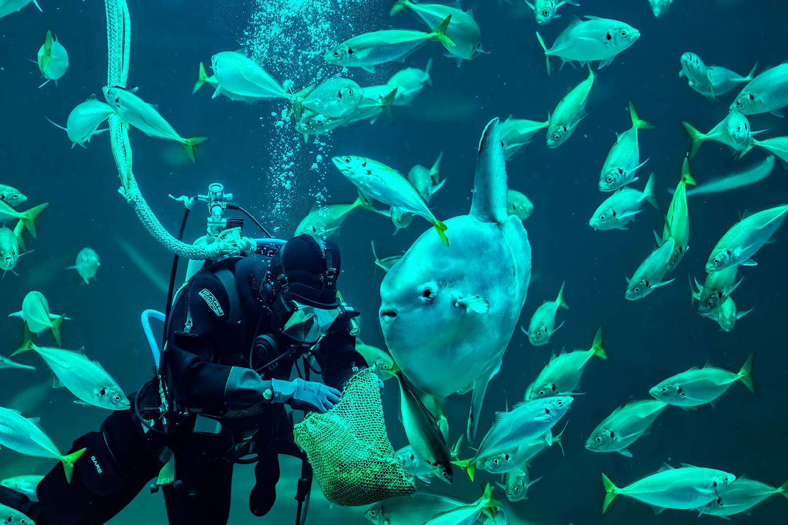 Klumpfisk Dykker Web